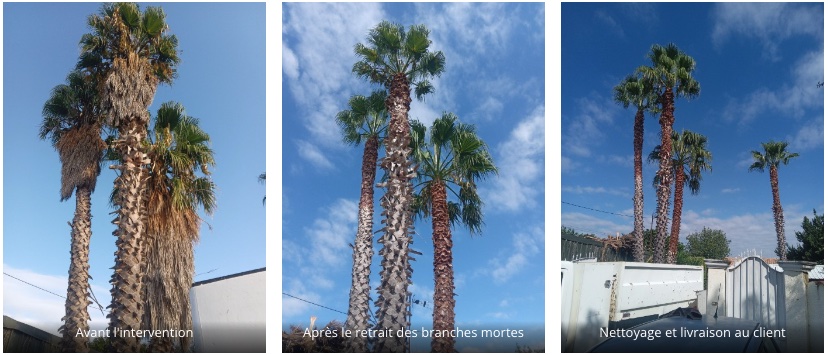 Nîmes, Élagage de 4 grands palmiers