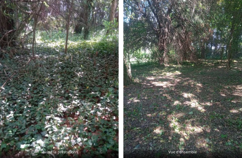 Débroussaillage près de Nîmes d’un sous-bois