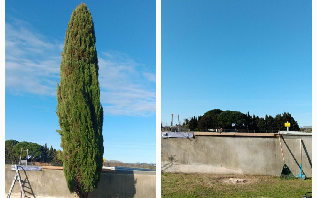 Abattage cyprès sur Nîmes